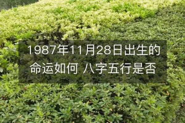 1998年11月28日出生命运解析，揭秘你的性格与未来走向！