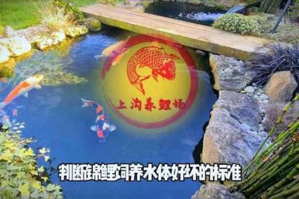 命里缺什么水，锦鲤助你找到最适合的水质！