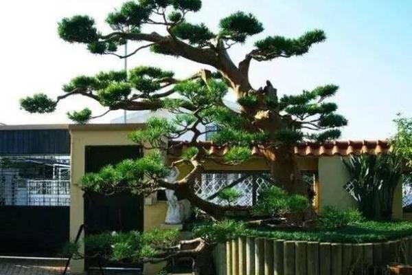从仙命看山头命退的深层依据与内涵探讨
