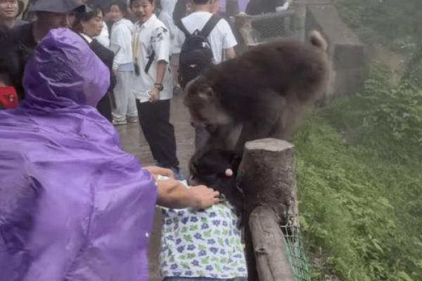 骑着猴子的人：一段奇妙与疯狂的旅程