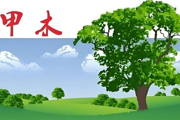 探秘甲木命：女人命运与性格的神秘关联