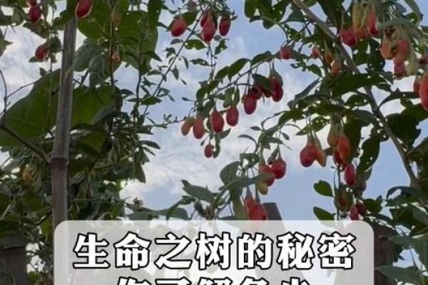 探秘19777背后的命理之道，揭开生命数字的秘密