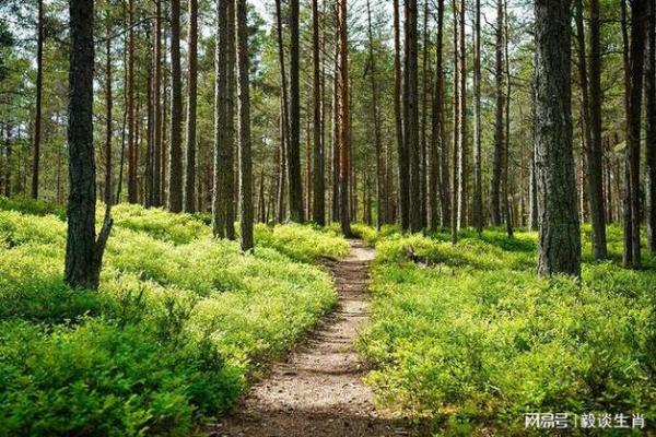 2021猪年命运揭秘:你属于哪种性格?如何把握人生机遇? 2021猪年命运揭秘:你属于哪种性格?如何把握人生机遇?