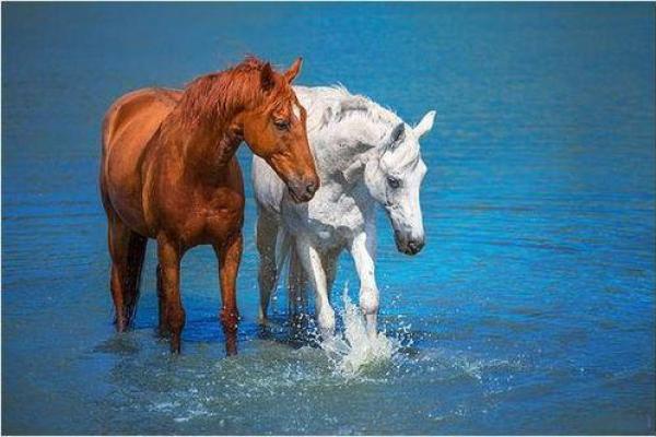 2016年出生的马：命运与性格的深度解析