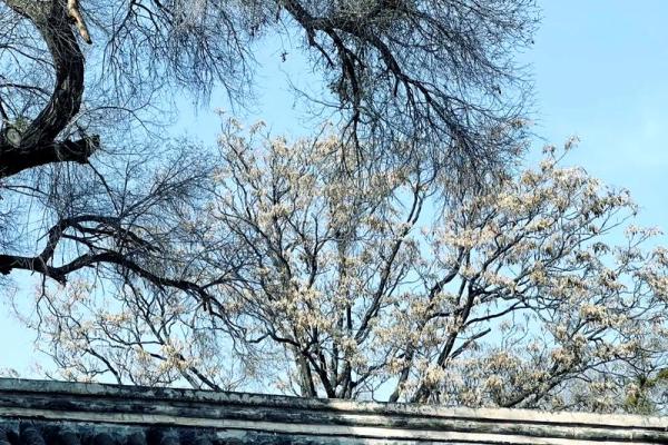 探秘命理：甲命与乙命的深刻对比与启示