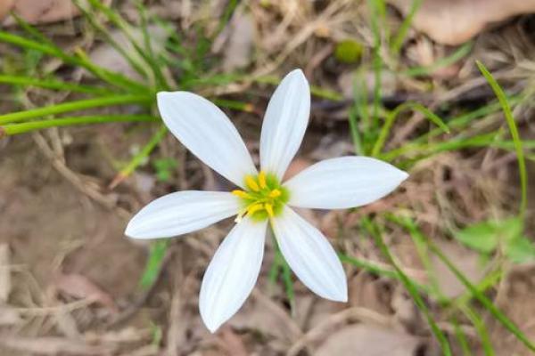 1979年4月26日出生的命运分析:人生轨迹与性格特征探讨 1979年4月26日出生的命运分析:人生轨迹与性格特征探讨