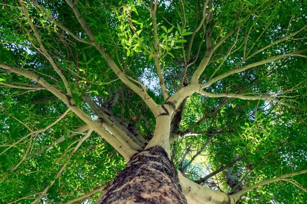 探秘土命伤官命格:理解其特点与人生潜能 探秘土命伤官命格:理解其特点与人生潜能