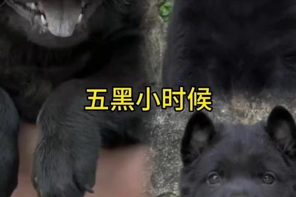1971年九月出生的人：探索命运与个性魅力的奥秘
