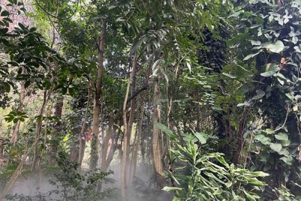 19915命理解析：解读数字背后的命运密码