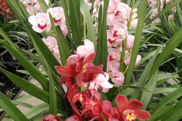 金命男与最佳婚配:哪些命理组合相得益彰? 金命男与最佳婚配:哪些命理组合相得益彰?