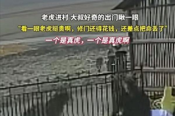 2021年老虎之命:老虎威猛与命运的奇妙交织 2021年老虎之命:老虎威猛与命运的奇妙交织