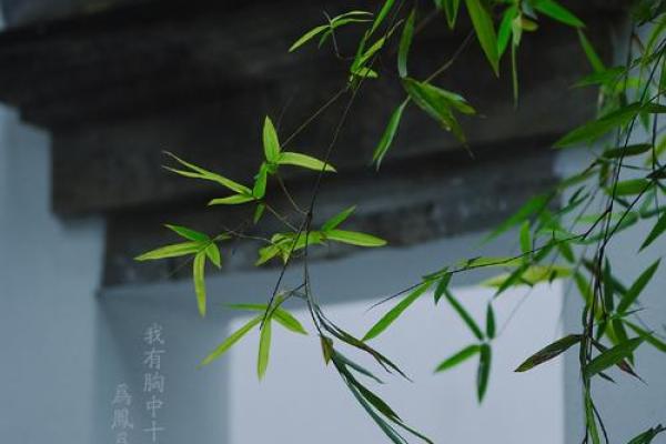丙火命女子与其他命格的完美搭配：寻找心灵的归属与平衡