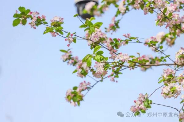 探秘海棠命：鼠年命理与海棠花的神奇联系