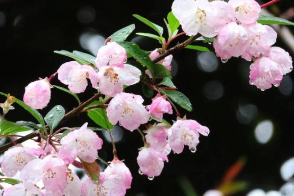 探秘海棠命：鼠年命理与海棠花的神奇联系