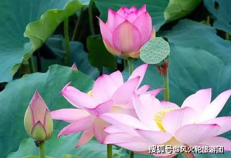 属猪山头火命的命理解析：最佳配对与人生智慧
