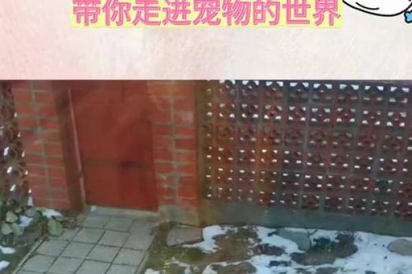 平地木命与最佳命格的和谐共鸣探究