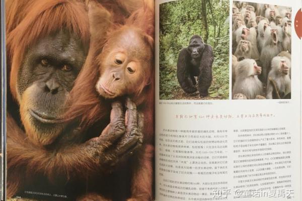 41岁生肖狗的命运解析：潜能与挑战并存的精彩人生