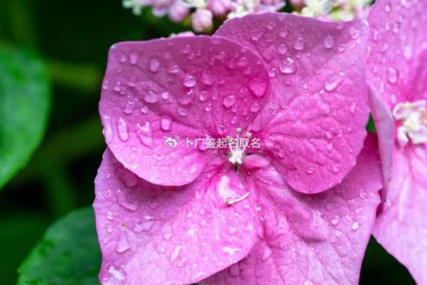 男旁土命女水涧命解析：五行命理的深刻联系与影响