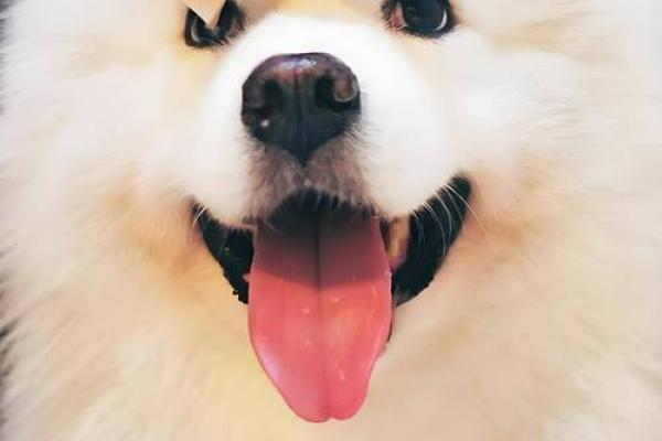 2016年狗年运势解析：适合生肖狗的生活智慧与财富运势
