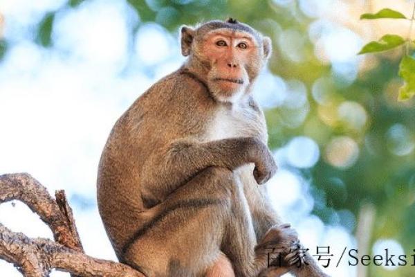 2021年猴年运势解析：揭秘猴子的命运与性格特征