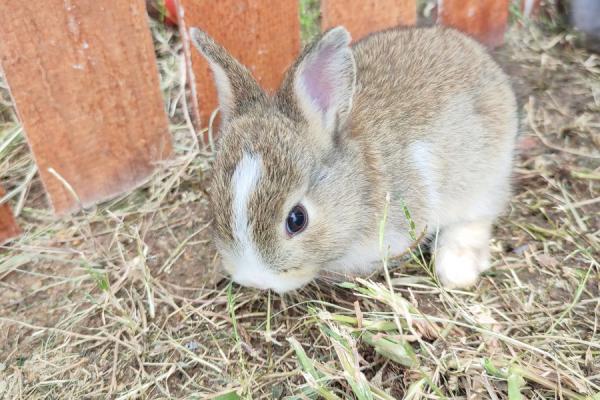 深入探讨1951年兔子命的命运与性格特点