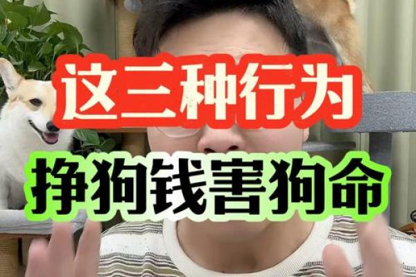 2030年狗年出生者命运分析：通向成功的秘钥与挑战