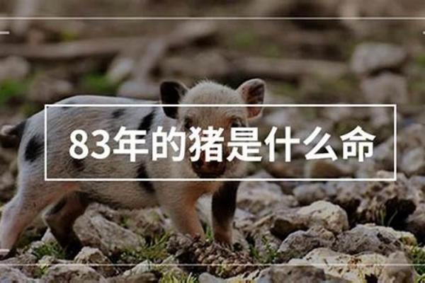 2006年出生的猪：命运和个性解析