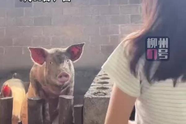 2006年出生的猪：命运和个性解析