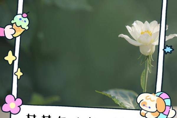 火命与草命：探索命理中的阴阳之美与人生哲理