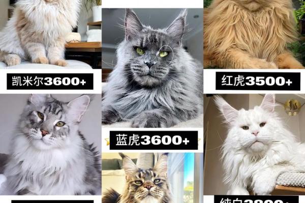 适合繁育猫咪的人特征与方法探讨