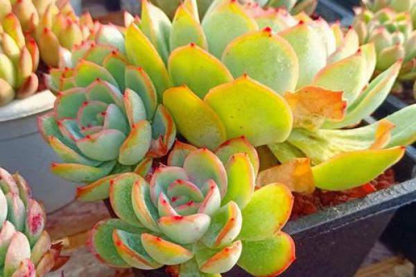 金命与火命适合养的植物：为你的生活增添生机与魅力