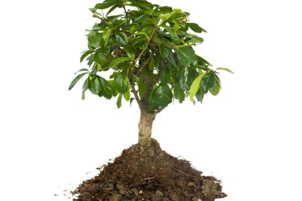 金命与火命适合养的植物：为你的生活增添生机与魅力