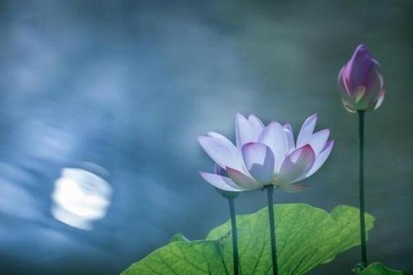 属虎人的优闲之命：追寻内心的宁静与自由
