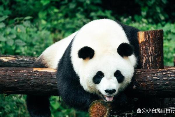 19920202出生的命运解析：探索灵魂与命理的奥秘
