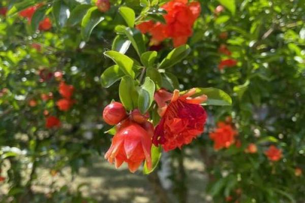 百花齐放春意盎然——探寻四季之美与生活的乐趣