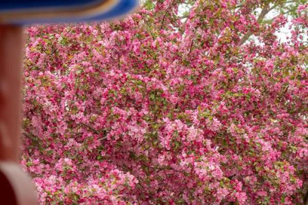 百花齐放春意盎然——探寻四季之美与生活的乐趣
