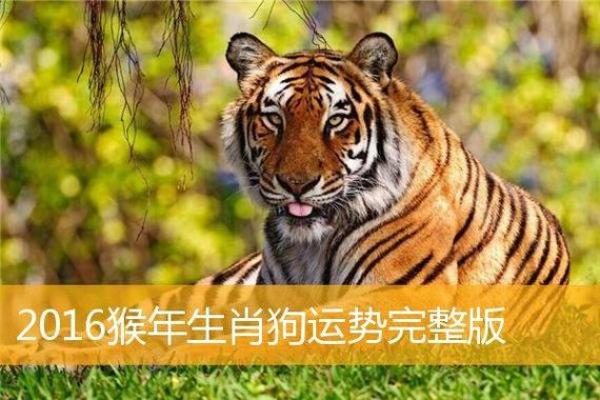 2012属虎人的命理解析：揭示他们的性格与运势