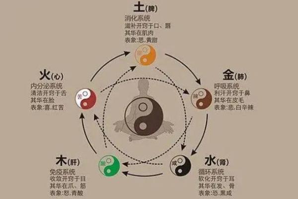 1965年，属于什么命？探讨五行与命理的奥秘