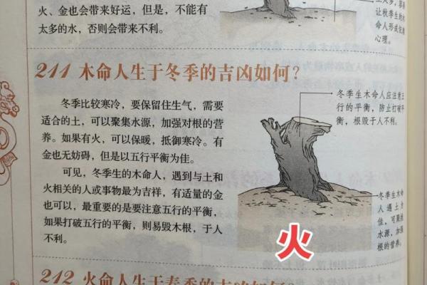 火命与金命家庭中的最佳绿植选择