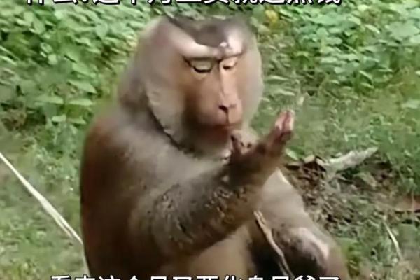 猴子是什么命？揭开2004年属猴人的命运之谜