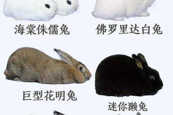 耳朵长毛的人命运解密：你是幸运还是不幸的使者？