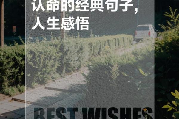 探秘骨格41女命：解读你的命理之路与人生方向