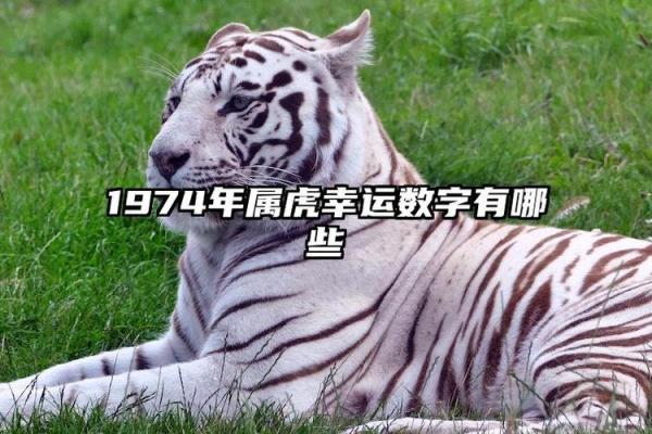 1998年属虎的命运与性格解析：挑战与机遇并存的人生旅程