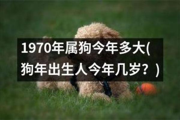 1995年狗年出生人的命运与性格分析