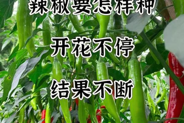 命硬与童子命的区别：解密命理中的两种人生轨迹