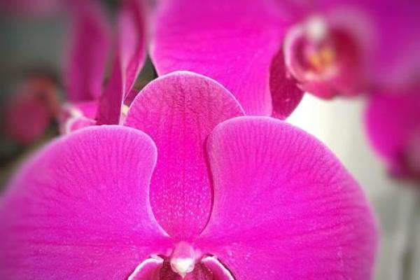 2020鼠年解读：鼠年命主，个性特点与未来发展趋势探秘
