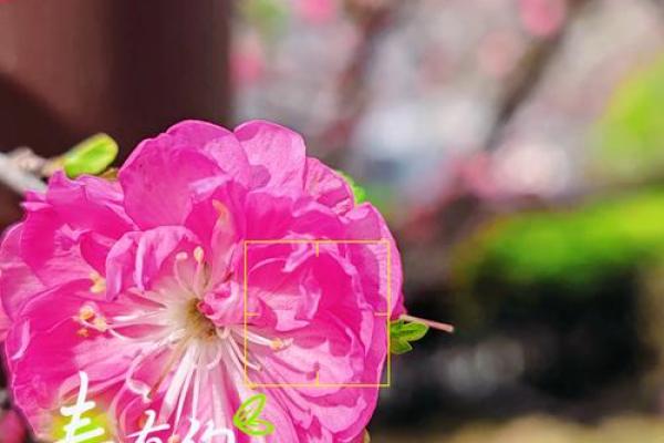 春暖花开，万物复苏：感受大自然的魅力与人生哲理