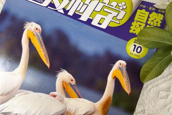 探索2019年12月的奇妙瞬间与人性之美