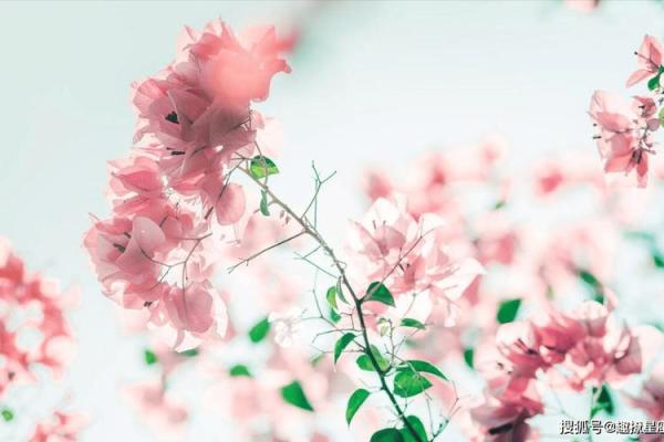 2015年的命运与运势解析：生活中的转机与机遇