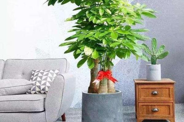 提升木命之人的生活品质：养花与健康的秘密